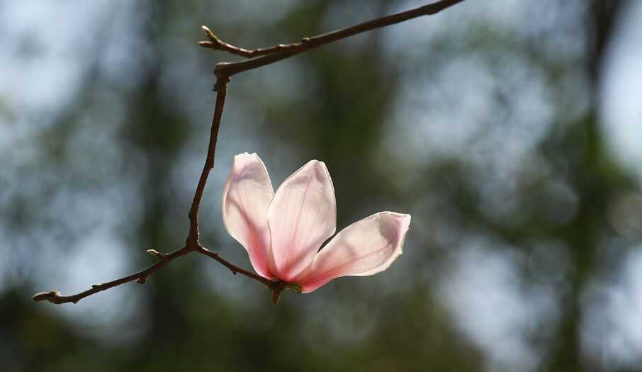 夜赏玉兰花最经典诗词(玉兰花的诗词有什么)