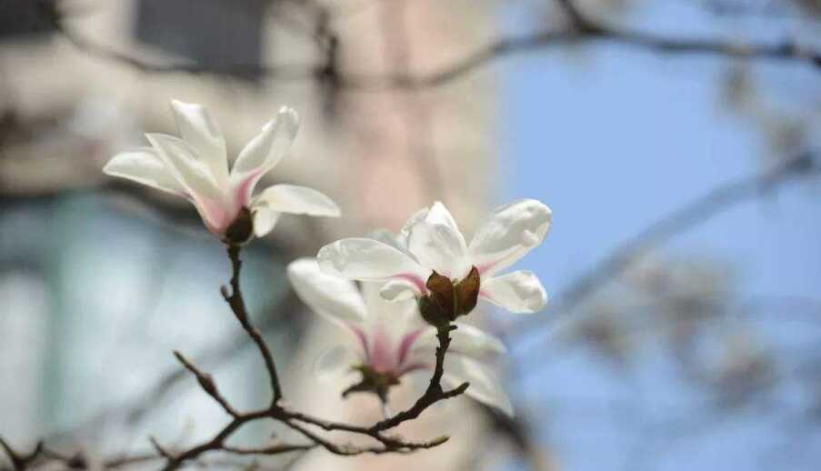 夜赏玉兰花最经典诗词(玉兰花的诗词有什么)