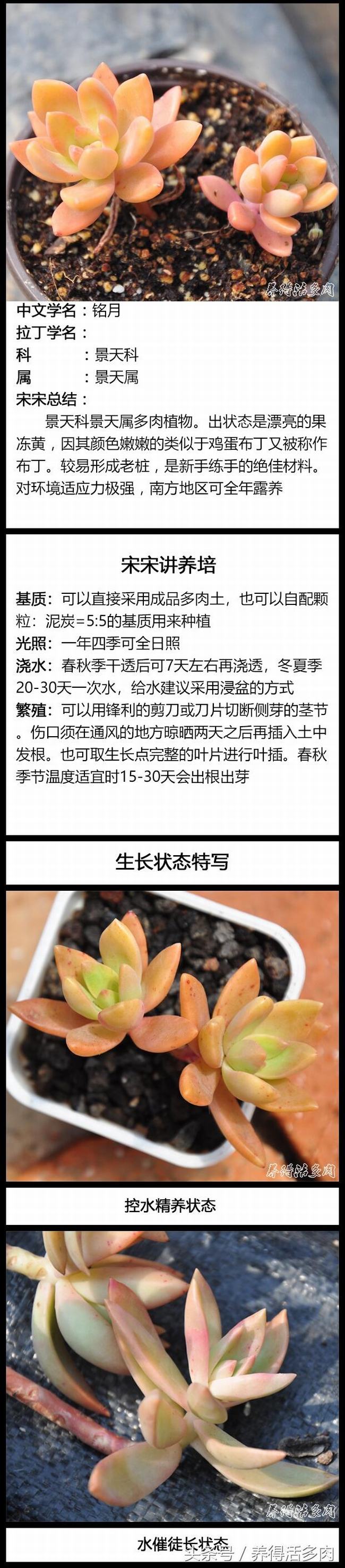 铭月多肉生长图片(秋丽多肉和铭月多肉)