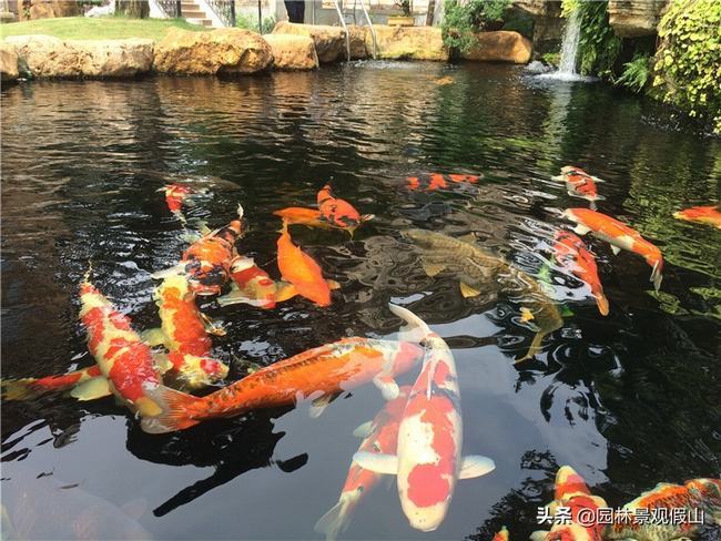 锦鲤鱼池怎么做好(锦鲤鱼池什么样的好)