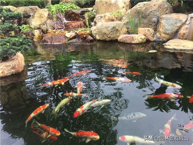 锦鲤鱼池怎么做好(锦鲤鱼池什么样的好)