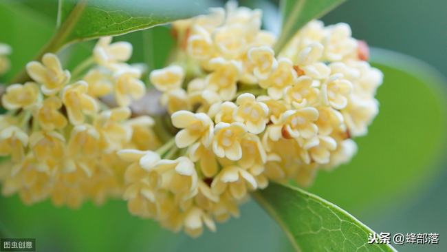 野桂花开了怎么没有蜜蜂采蜜(野桂花为什么不结晶)