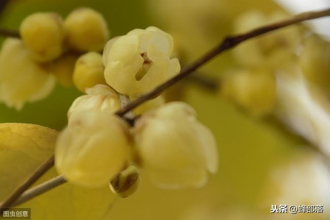 野桂花开了怎么没有蜜蜂采蜜(野桂花为什么不结晶)