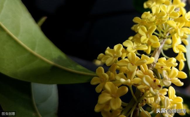 野桂花开了怎么没有蜜蜂采蜜(野桂花为什么不结晶)