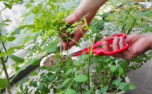 辣木籽的种植方法是怎样的(辣木籽的种植方法及价格)