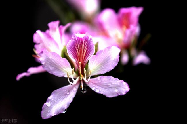 羊蹄甲花的寓意(羊蹄甲花的花语和寓意)