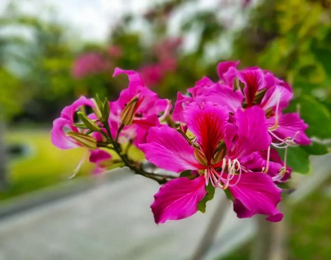 羊蹄甲花的寓意(羊蹄甲花的花语和寓意)