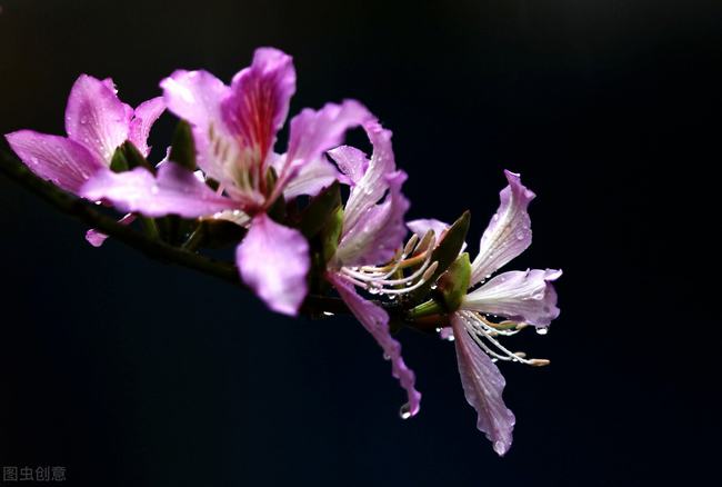 羊蹄甲花的寓意(羊蹄甲花的花语和寓意)