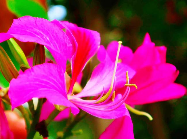 红花羊蹄甲花期(红花羊蹄甲花期有多长)