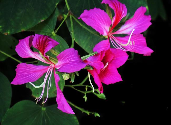 红花羊蹄甲花期(红花羊蹄甲花期有多长)