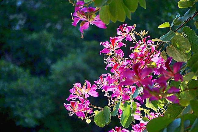 红花羊蹄甲花期(红花羊蹄甲花期有多长)