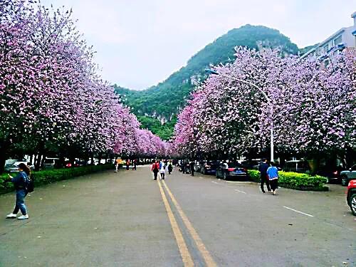 红花羊蹄甲花期(红花羊蹄甲花期有多长)