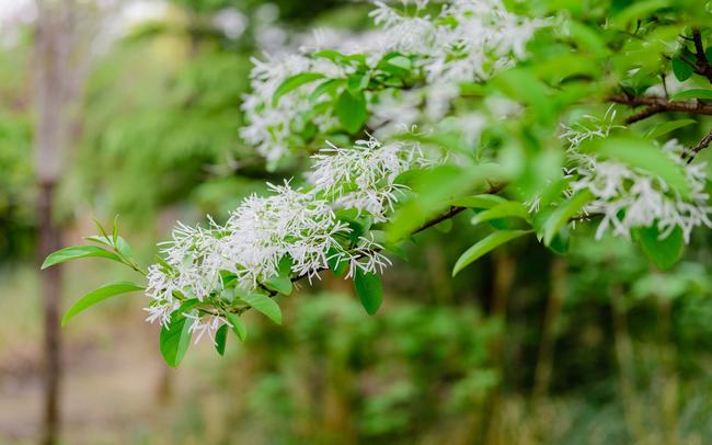 桂花的嫁接技术新闻(桂花树能用什么树嫁接)