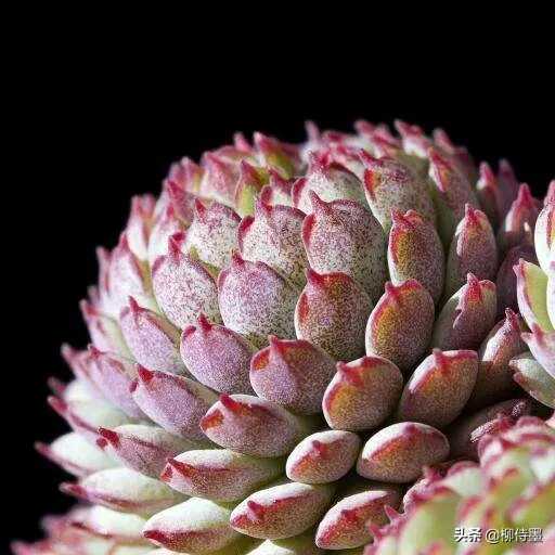 多肉植物拍摄技巧(多肉植物百科公众号)