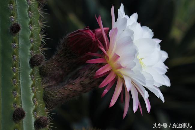 仙人柱开花寓意是什么(仙人柱开花是什么象征)