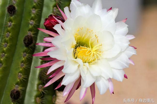 仙人柱开花寓意是什么(仙人柱开花是什么象征)