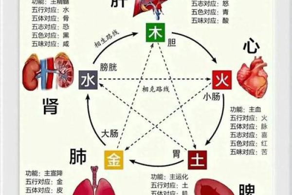 木命与五行相克相冲的奥秘—探索命理深层次的关系