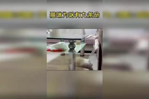 猫为什么有九条命，狗却没有？揭秘猫的传奇与生存技能！