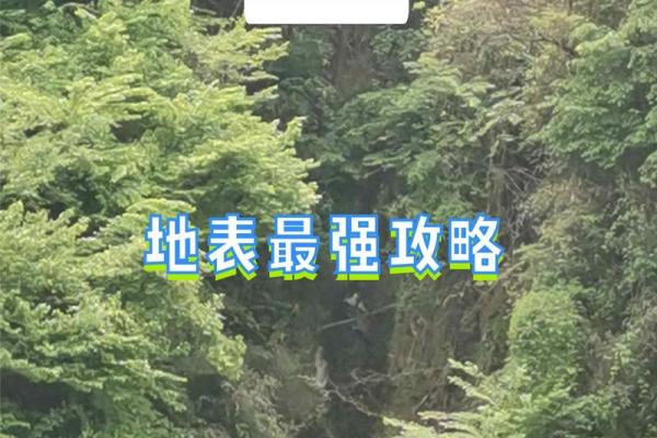 探寻九命网络：网络世界中的神秘力量与无限可能