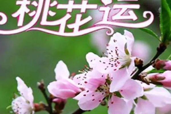 揭秘女生桃花命：桃花运如何影响爱情与人生