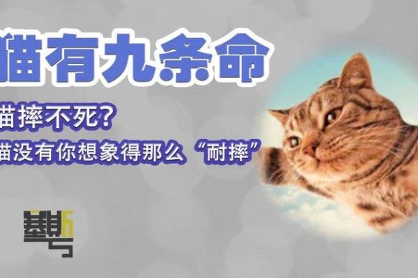 猫咪的秘密：为何猫都有九条命的传奇？