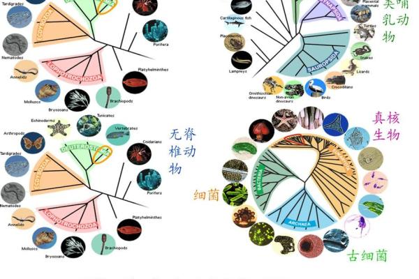 命的寓意与生肖的关联：探索生命的智慧与哲理