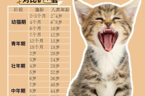 猫受伤时为何要救人类的生命？这些故事告诉你真相！