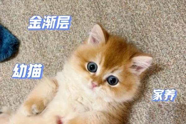 猫的五行命理揭示：你家的猫究竟属什么命？