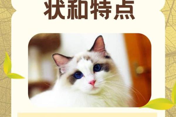 神秘的猫：为什么它们被称为拥有九条命？