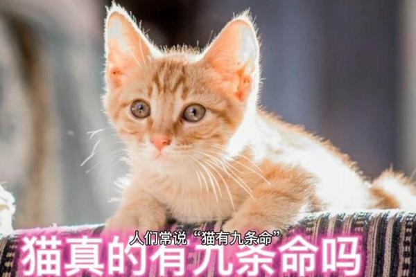 猫咪为何被传有九条命？浅析这一迷人传说背后的奥秘