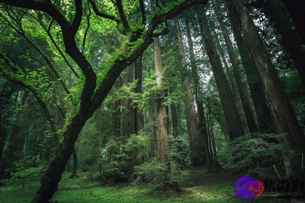 高山木命的挂件选择：自然气息与和谐之美的结合