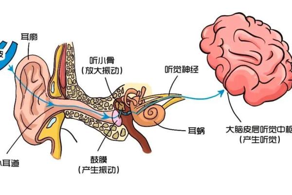 有点缩耳的人什么命：探寻耳朵形状与命运的奥秘