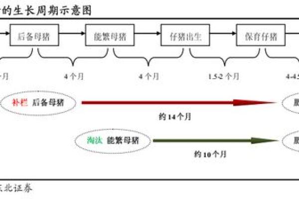 2019年猪宝宝的命运探索：富贵、幸福与成长之路