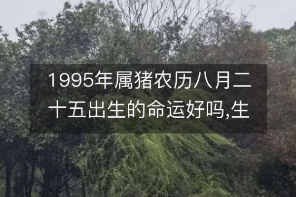 59年属猪人的命运分析：财富与幸福的双重目标