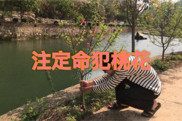 探秘命犯桃花：桃花运与人生恋情的微妙关系