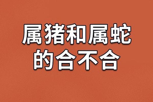 属猪的妈妈是什么命？揭秘她们的命运与性格特点！