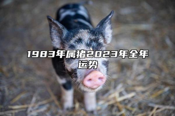 2023年猪年运势解析：腊猪的命运与发展之道