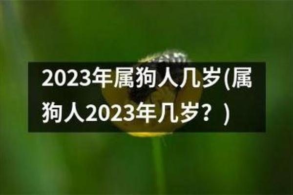 94年属狗命运分析：解读94年狗年出生者的性格与机遇