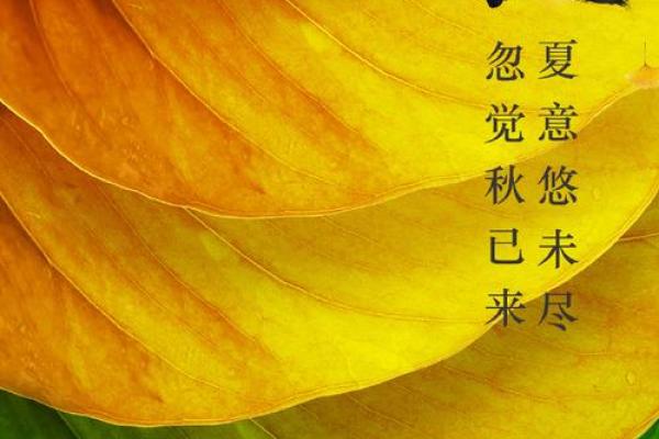 解密2017年立秋：命运与季节交织的神秘篇章