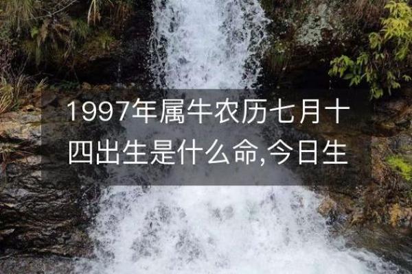 2022年属牛人的命运解析：从生辰八字看运势变化与人生方向