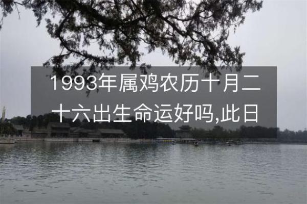 1981年属鸡人的命理解析与人生启示