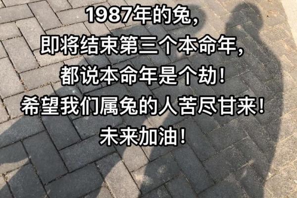 1987年阴历属兔者的命运与人生启示