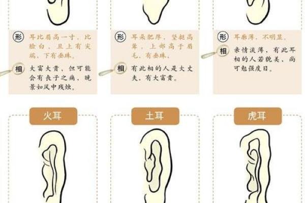 耳朵灵活者的命理密码：切身体验与独特人生的探讨