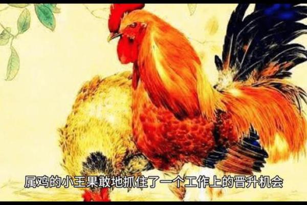 2017属鸡人的命运分析：不同命格的特点与运势解读