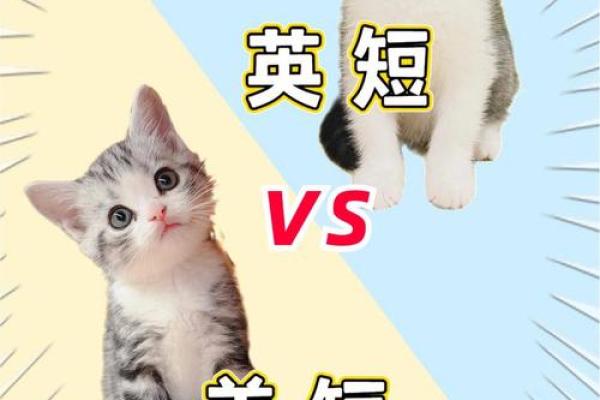 揭秘命格与养猫：如何选择适合你的猫咪？