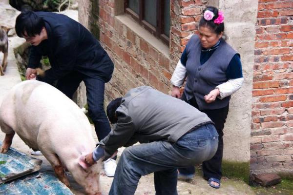 解密女猪命运：最佳婚姻的秘密与幸福生活！