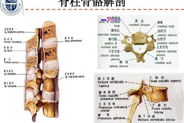 男人骨骼软是什么命？揭秘养生与性格间的微妙关系！