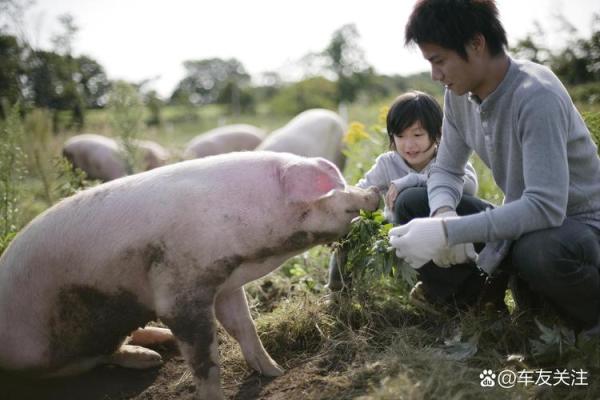 2024年猪年：命运与机遇的交织，开启新的生活篇章！