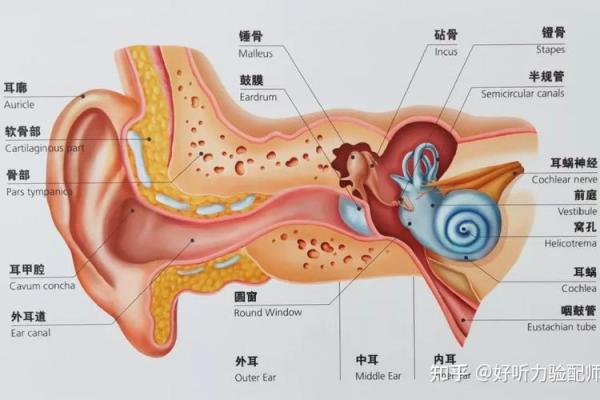 耳朵的形状与富贵命的秘密，你知道吗？