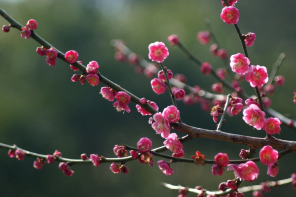 揭秘女人的梅花命：从古至今的命理智慧与生活启示